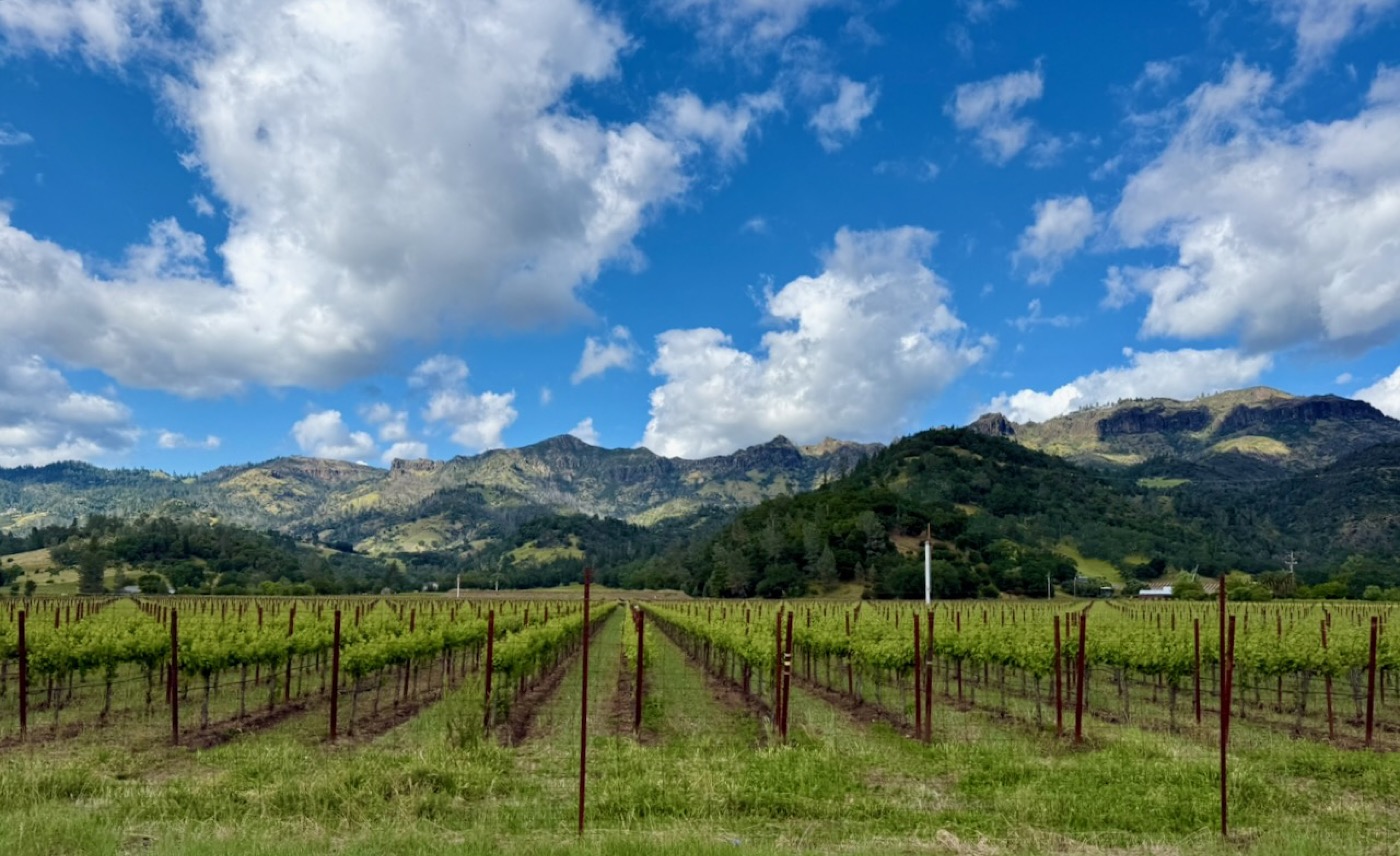 Rolling vineyard rows with dramatic mountain backdrop under blue sky, Northern California wine country
